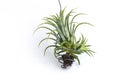 Close up Tillandsia plant isolate on white background.Tillandsia plant commonly known as Airplants.