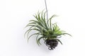 Close up Tillandsia plant isolate on white background.Tillandsia plant commonly known as Airplants.