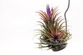 Close up Tillandsia plant isolate on white background. Tillandsia plant commonly known as Airplants.