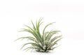 Close up Tillandsia plant isolate on white background. Tillandsia plant commonly known as Airplants.