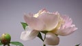 Close up time lapse of pale pink blooming peony flowers on grey background