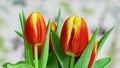 Close up timelapse of tulips flower bud movment for one night