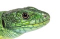 Close-up of Timon pater head specie of Wall lizard