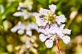 Close up of Tincture plant Collinsia tinctoria wildflowers blooming in Yosemite National Park, Sierra Nevada mountains,