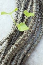 Tinospora crispa Royalty Free Stock Photo