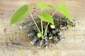 Tinospora crispa Royalty Free Stock Photo