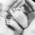 Close-up tiny baby feet in hands. Royalty Free Stock Photo