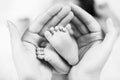 Close-up tiny baby feet in hands. Royalty Free Stock Photo