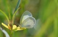 Close up of a tiny Barred Yellow Eurema daira Butterfly