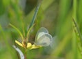 Close up of a tiny Barred Yellow Eurema daira Butterfly