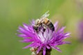 Close-up of a tiny bee sitting on a purple and white wildflower. The background is light green. The sun is shining Royalty Free Stock Photo