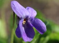 Close up Tiny Blue Viola Flower