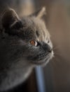Close up on a tiny British shorthair blue kitten Royalty Free Stock Photo