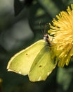 Close-up of a tiny butterfly with dual wings perched on a vibrant yellow dandelion bloom