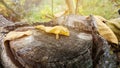 Close-up of tiny coniferous woodland mushroom growing on stump, autumn nature Royalty Free Stock Photo