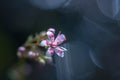 Close up of a tiny flower Saxifraga hirsuta Royalty Free Stock Photo