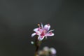 Close up of a tiny flower Saxifraga hirsuta Royalty Free Stock Photo