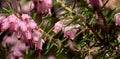 Close-up of the tiny flowers of heather, scientific name Calluna vulgaris Royalty Free Stock Photo