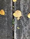 Clover Growing From Cracks in Sidewalk, Yellow Autumn Leaves