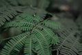 Close up of tiny green leaves