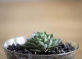Close up of tiny green succulent off-center with space for text on a Pine wood as rustic background Royalty Free Stock Photo