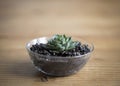 Close up of tiny green succulent off-center with space for text on a Pine wood as rustic background Royalty Free Stock Photo