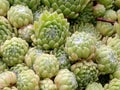 Close up of tiny green succulent rosettes