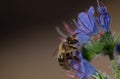 Close-up of a tiny honey bee sitting on a wildflower looking for pollen Royalty Free Stock Photo
