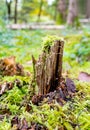 Close up of a tiny landscape to use for the own composition Royalty Free Stock Photo
