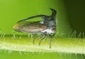 close up of the tiny leptocentrus taurus insect. Royalty Free Stock Photo