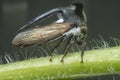 close up of the tiny leptocentrus taurus insect. Royalty Free Stock Photo