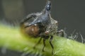 close up of the tiny leptocentrus taurus insect. Royalty Free Stock Photo
