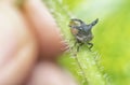 close up of the tiny leptocentrus taurus insect. Royalty Free Stock Photo