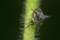 close up of the tiny leptocentrus taurus insect. Royalty Free Stock Photo