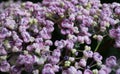 Close up of the tiny light purple color of Bigleaf Hydrangea macrophylla Ayesha Royalty Free Stock Photo