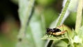 Close up tiny Metioche vittaticolis Stal black true cricket Royalty Free Stock Photo