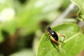 Close up tiny Metioche vittaticolis Stal cricket in the garden Royalty Free Stock Photo