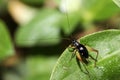 Close up tiny Metioche vittaticolis Stal cricket in the garden Royalty Free Stock Photo