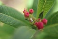 Close up of tiny monarch caterpillar near red milkweed blossoms