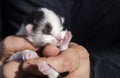 close-up of a tiny newborn sleeping kitten in the hands of a person Royalty Free Stock Photo