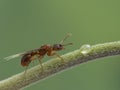P9161899 close-up of a winged queen pavement ant, Tetramorium immigrans, on plant stem cECP 2022