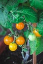 Close up of tiny orange tomatoes growing on stem in container garden