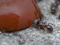 P9300216 close-up of pavement ant, Tetramorium immigrans, drinking ketchup cECP 2023 Royalty Free Stock Photo