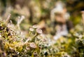 Close up of tiny pixie cup lichen
