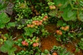 Vaccinium vitis-idaea var. minus the Dwarf lingonberry with unripe fruits