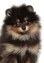 Close-up of tiny Pomeranian Spitz puppy Royalty Free Stock Photo