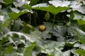 Close up of a tiny pumpkin flower considered a food in many cultures