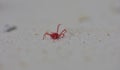 Tiny red mite Royalty Free Stock Photo
