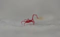 Tiny red mite Royalty Free Stock Photo