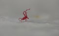 Tiny red mite Royalty Free Stock Photo
